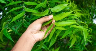 V64vm0rg how to apply neem on hair 625x300 07 March