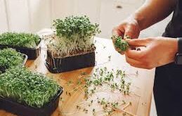 Microgreens