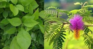 सावन के पवित्र महीने में घर ले आएं ये 3 चमत्कारी पौधे: भोलेनाथ की असीम कृपा से बरसेगी बरकत और आएगी सुख समृद्धि