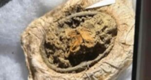 1300 साल बाद भी डेनमार्क की कब्र में कैसे सुरक्षित मिले वाइकिंग महिला के कपड़े? वैज्ञानिकों ने खोला सदियों पुराना राज