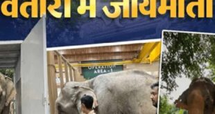 अनंत अंबानी के वंतारा में हुआ मादा हाथी जॉयमोती का इलाज, असम और नगालैंड की बाढ़ से किया गया था रेस्क्यू