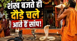 इंसान नहीं, यहां सांप करते हैं शिव भक्ति! बालाघाट के मंदिर में आरती होते ही खुद चले आते हैं नाग नागिन