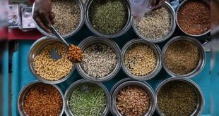 कौन सी दाल किस समय खानी चाहिए? न्यूट्रिशनिस्ट से जानें लंच और डिनर के लिए सही दाल चुनने का नियम