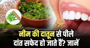 क्या सच में नीम की दातून पीले दांतों को चमका सकती है? जानिए डेंटल सर्जन की राय और दांतों का पीलापन दूर करने के सुरक्षित व असरदार उपाय