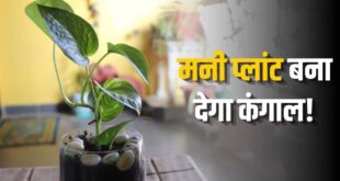 मनी प्लांट लगाने के बाद भी खाली हो रही तिजोरी? भूलकर भी न करें ये 5 गलतियां; जानें सही दिशा, शुक्रवार के नियम और लाल धागे का चमत्कारी वास्तु उपाय