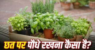 छत पर गमले रखने से पहले जान लें ये वास्तु नियम, अनजाने में की गई ये बड़ी गलतियां ला सकती हैं आर्थिक तंगी और तनाव