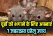 Get Rid of Rats Naturally: घर और दुकान में चूहों का आतंक होगा खत्म! 7 सबसे असरदार घरेलू उपाय, इन तीखी गंधों से तुरंत दुम दबाकर भागेंगे चूहे