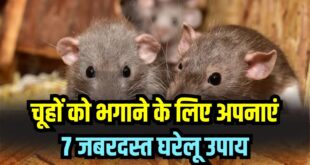 Get Rid of Rats Naturally: घर और दुकान में चूहों का आतंक होगा खत्म! 7 सबसे असरदार घरेलू उपाय, इन तीखी गंधों से तुरंत दुम दबाकर भागेंगे चूहे
