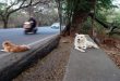 Pet Abandonment Penalty: सड़क पर पालतू छोड़ा तो ₹25,000 जुर्माना, माइक्रोचिप से होगी मालिक की पहचान और FIR