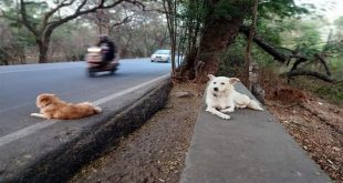 Pet Abandonment Penalty: सड़क पर पालतू छोड़ा तो ₹25,000 जुर्माना, माइक्रोचिप से होगी मालिक की पहचान और FIR