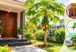 Vastu Tips for Papaya Tree: क्या आपके घर के ठीक सामने भी लगा है पपीते का पेड़? जान लें सही दिशा और वास्तु नियम, वरना रुक सकती है घर की तरक्की
